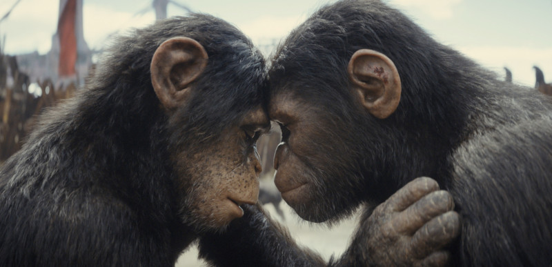 «Kingdom of the Planet of the Apes» reina en la taquilla en su fin de semana de estreno
